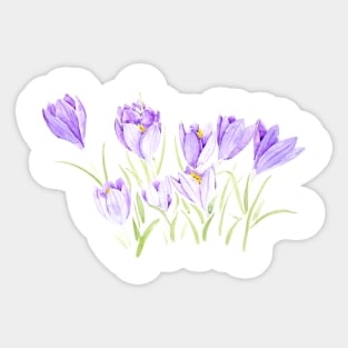 purple crocus flowers watercolor Sticker